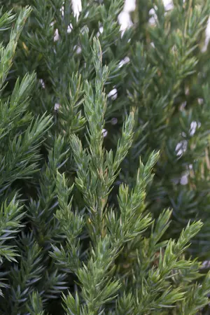 Juniperus chinensis 'Stricta' - 80-90 CM C15 - image 1