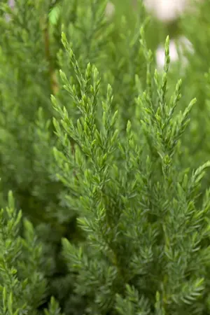 Juniperus chinensis 'Stricta' - 80-100 CM RB - image 3
