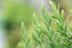 Juniperus chinensis 'Stricta' - LINERS 28 CEL TRAY P9 SIZE - image 5