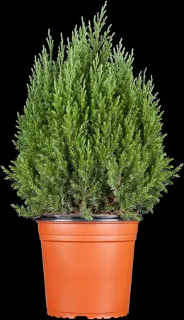 Juniperus chinensis 'Stricta' - P11 - image 5