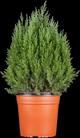 Juniperus chinensis 'Stricta' - PLUG/CELGROWN 144 CEL TRAY - image 5