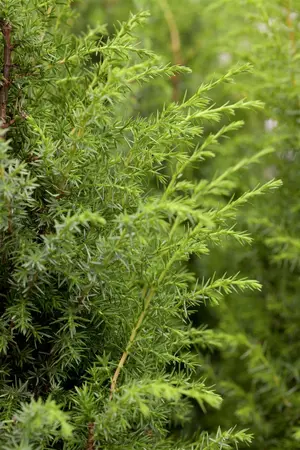 Juniperus communis - 200-250 CM C80 - image 1