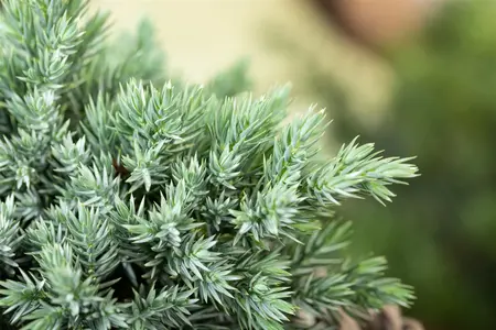 Juniperus communis - 200-250 CM C80 - image 3