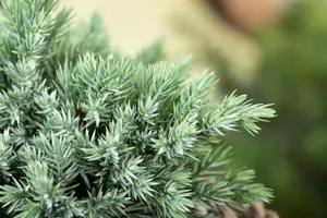 Juniperus communis - 200-250 CM C80 - image 3