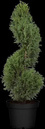 Juniperus communis - 200-250 CM C80 - image 2