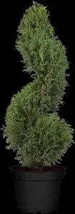 Juniperus communis - 200-250 CM C80 - image 2