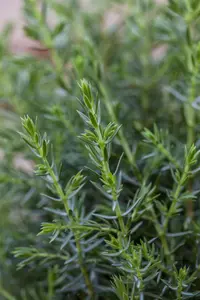 Juniperus communis 'Arnold' - 25-30 CM C2.5 - image 1