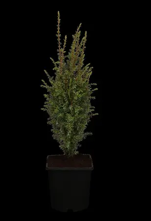 Juniperus communis 'Arnold' - LINERS 18 CEL TRAY P10,5 SIZE - image 1