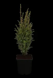 Juniperus communis 'Arnold'