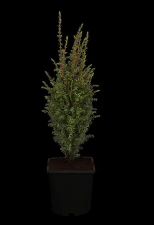 Juniperus communis 'Arnold' - 2 Ltr pot - image 1