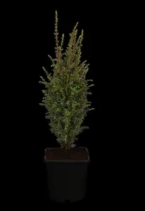 Juniperus communis 'Arnold'