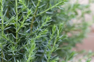 Juniperus communis 'Arnold' - 25-30 CM C2.5 - image 2