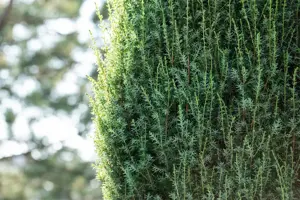 Juniperus communis 'Arnold' - 60-70 CM C7.5 - image 4