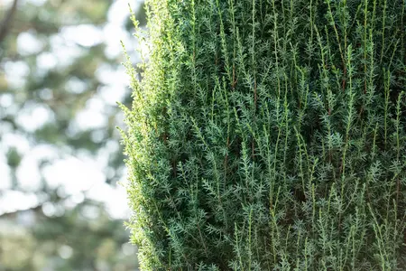 Juniperus communis 'Arnold' - 25-30 CM C2.5 - image 3