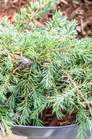 Juniperus communis 'Corielagan' - 40-50 CM C15 - image 2