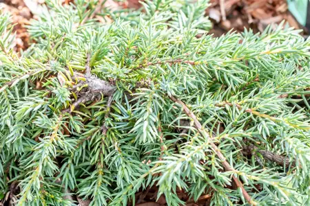 Juniperus communis 'Corielagan' - 40-50 CM C15 - image 1
