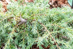 Juniperus communis 'Corielagan'