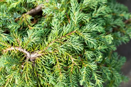 Juniperus communis 'Corielagan' - 40-50 CM C15 - image 3