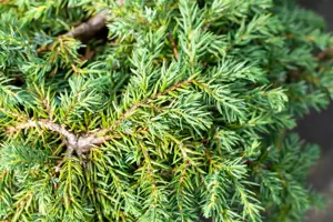 Juniperus communis 'Corielagan' - 40-50 CM C15 - image 3