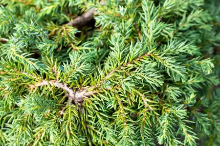Juniperus communis 'Corielagan' - 40-50 CM C15 - image 4