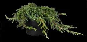 Juniperus communis 'Corielagan' - 40-50 CM C15 - image 5
