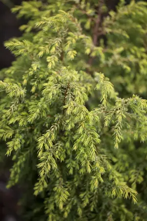 Juniperus communis 'Gold Cone' - P7