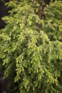 Juniperus communis 'Gold Cone'