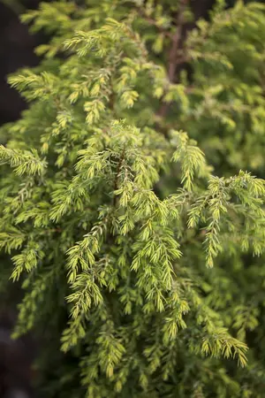 Juniperus communis 'Gold Cone' - 50-60 CM C7.5