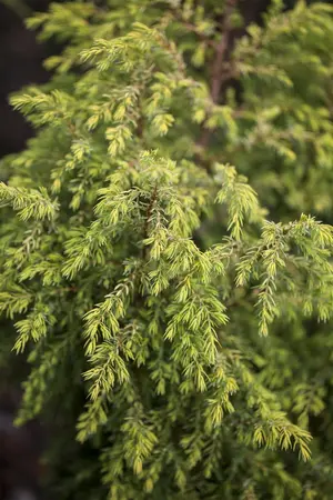 Juniperus communis 'Gold Cone' - 80-100 CM RB