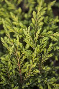 Juniperus communis 'Goldschatz' - 2 Ltr pot - image 4