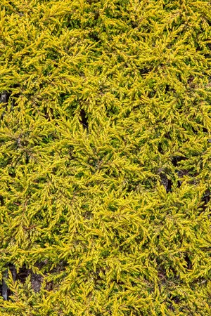 Juniperus communis 'Goldschatz' - 20-25 CM C2 - image 5