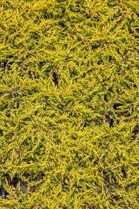 Juniperus communis 'Goldschatz' - 20-25 CM C2 - image 5
