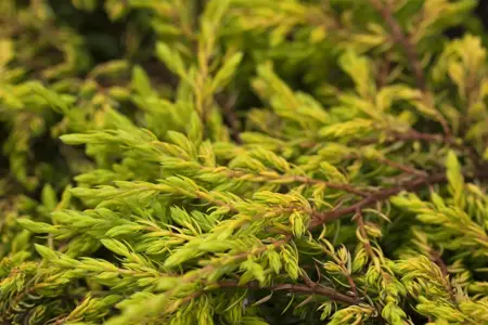 Juniperus communis 'Goldschatz' - P9 - image 3