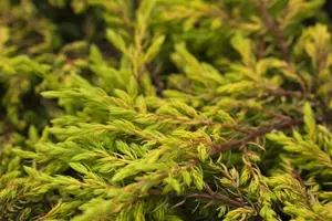 Juniperus communis 'Goldschatz' - P9 - image 3