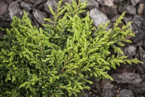 Juniperus communis 'Goldschatz' - P9 - image 5