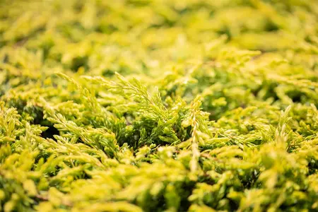 Juniperus communis 'Goldschatz' - 20-25 CM C2 - image 4