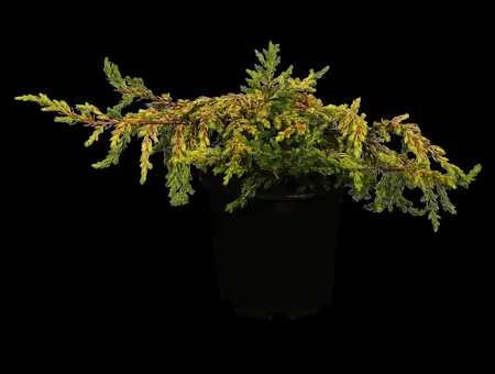 Juniperus communis 'Goldschatz' - P9 - image 1