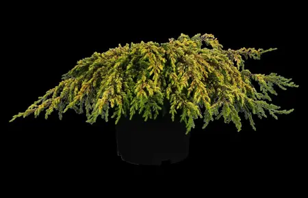 Juniperus communis 'Goldschatz' - P9 - image 2