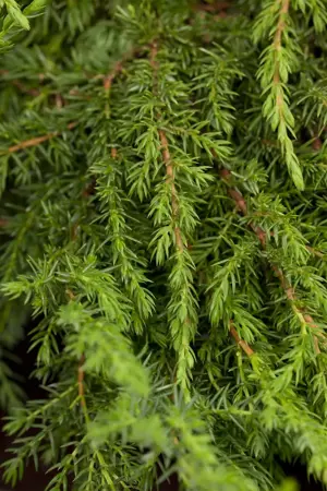 Juniperus communis 'Green Carpet' - 2 Ltr pot - image 4