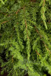 Juniperus communis 'Green Carpet' - 2 Ltr pot - image 4