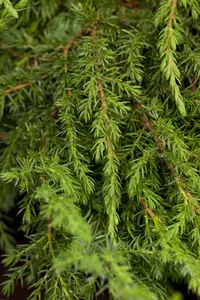 Juniperus communis 'Green Carpet' - 80-100 CM C20 - image 4