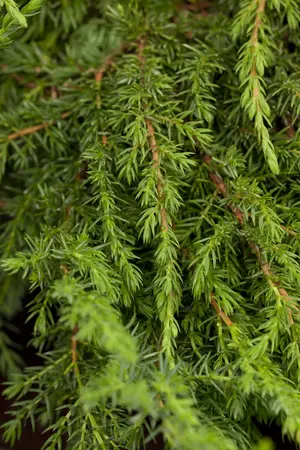 Juniperus communis 'Green Carpet' - LINERS 32 CEL TRAY P7 SIZE - image 1