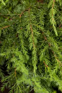 Juniperus communis 'Green Carpet' - 25-30 CM C3 - image 5