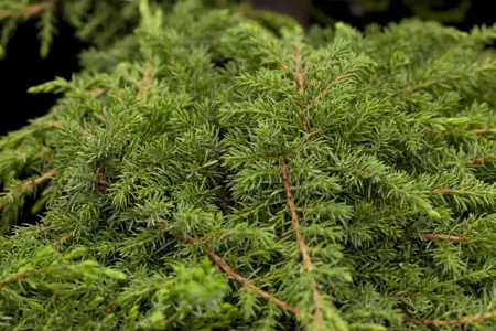 Juniperus communis 'Green Carpet' - 2 Ltr pot - image 5