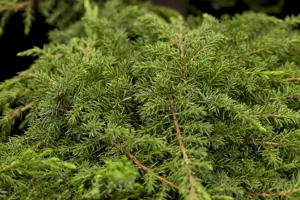 Juniperus communis 'Green Carpet' - 2 Ltr pot - image 5