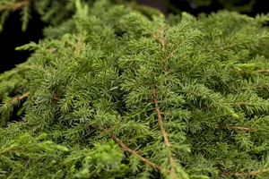 Juniperus communis 'Green Carpet' - 80-100 CM C20 - image 5