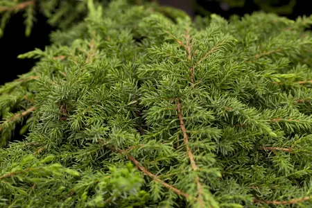 Juniperus communis 'Green Carpet' - LINERS 18 CEL TRAY P10,5 SIZE - image 5