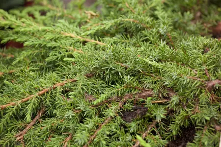 Juniperus communis 'Green Carpet' - LINERS 32 CEL TRAY P7 SIZE - image 4