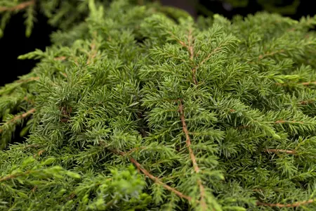 Juniperus communis 'Green Carpet' - 1.5 Ltr pot - image 2