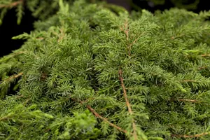 Juniperus communis 'Green Carpet' - 1.5 Ltr pot - image 2